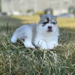 Pomsky Puppies from The Pomsky‘s Palace