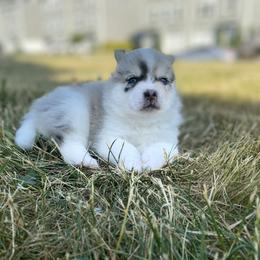 Pomsky Puppies from The Pomsky‘s Palace