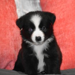 Freedom - Black & white female Miniature Australian Shepherd puppy in Lowgap, North Carolina from Baileys Mini Aussies