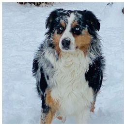 Aussiedoodle, Australian Shepherd, and Toy Australian Shepherd Puppies from Tumblin T Aussies and Aussiedoodles