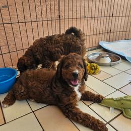 America - Tri-color female Bernedoodle puppy in Daytona Beach, Florida from Beach Doodles