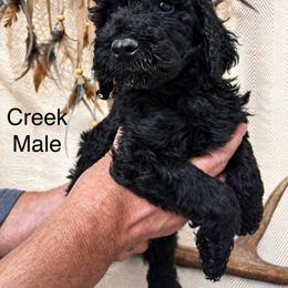 Creek - Black male Poodle puppy in Woodleaf, North Carolina from Circle T Ranch K9s