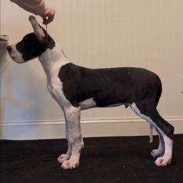 Great Dane Puppies from Rough Diamond Danes