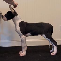 Great Dane Puppies from Rough Diamond Danes