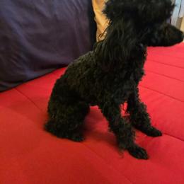 Max - Poodle