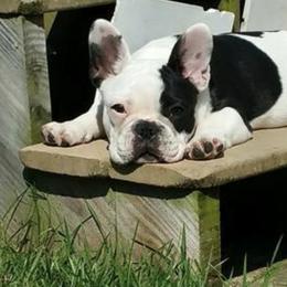 French Bulldog All Grown Up from Northern Light's French Bulldog