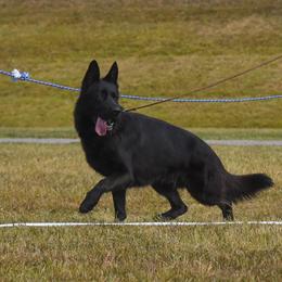 Reket - German Shepherd