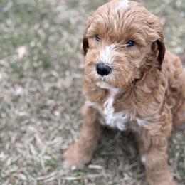 Boy 1 - Apricot male Goldendoodle puppy in Washington, Illinois from Lola Bear Goldendoodles