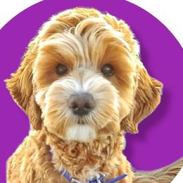 Lotti - Goldendoodle
