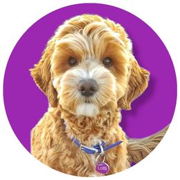 Lotti - Goldendoodle