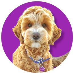 Lotti - Goldendoodle