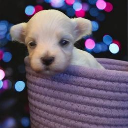 PABLO - White male Maltese puppy in Belleville, Michigan from Michigan Maltese Puppies