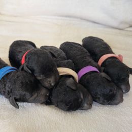 Poodle puppies from Caris Paws Poodles and Doodles