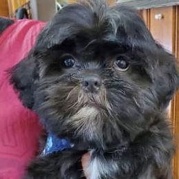 Shih Tzus from Lynn's Shih Tzus