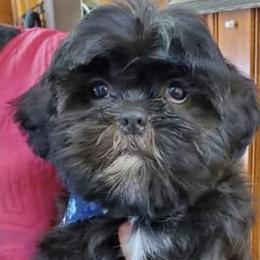 Shih Tzus from Lynn's Shih Tzus