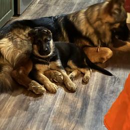 German Shepherd Puppies from Segen Von Gott German Shepherd’s