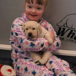 German Shepherd and Golden Retriever Puppies from Sweetheart Therapy Dogs LLC