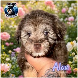 Alan - Liver male Miniature Schnauzer puppy in Spruce Pine, North Carolina from Schnauzers of Blue Ridge