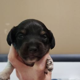 Oak - Black and tan male Dachshund puppy in Seneca, Missouri from Dogwood Doxies