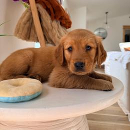 Beige Color Girl - Dark golden female Golden Retriever puppy in Loma Rica, California from BloomingPuppies
