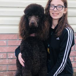 Poodles from Knight’s Standard Poodles