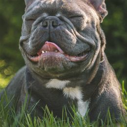 French Bulldogs from Vine View Frenchies