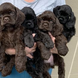 Cocker Spaniel and Shih Tzu Puppies from Newsong Cockers & Shih Tzu