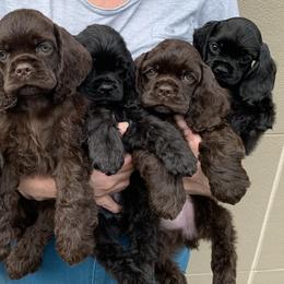 Cocker Spaniel and Shih Tzu Puppies from Newsong Cockers & Shih Tzu