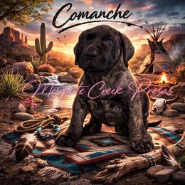 Comanche - Tiger male Perro de Presa Canario puppy in Horizon, Texas from Mesquite Creek Kennels