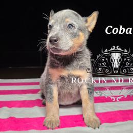 Cobalt - Blue male Australian Cattle Dog puppy in Silsbee, Texas from Rockin ND Ranch