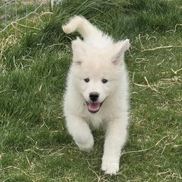 Male - Black Collar - White male Maremma Sheepdog puppy in Pocatello, Idaho from The Ewe Crew Homestead LLC