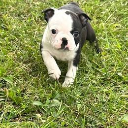 Ursa - Black and white female Boston Terrier puppy in Fillmore, Illinois from Wind Hill Puppies