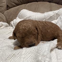 Boston - Apricot female Goldendoodle puppy in Graham, North Carolina from Geise Meadow Doodles