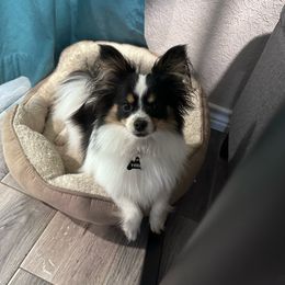 Zoe - Papillon