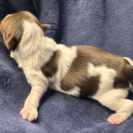 Flint - Chocolate, tan and white male Yorkshire Terrier puppy in Stockton, California from Maranatha Yorkies - Stockton