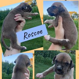 Roscoe - Fawn male Great Dane puppy in Wellsville, New York from Prophecy Danes