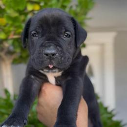 Male 2 - Black male Cane Corso puppy in California from Donato Kennels