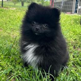 Coco - AKC Registered - Black parti female Pomeranian puppy in Jefferson City, Missouri from MJ’s Pomeranians