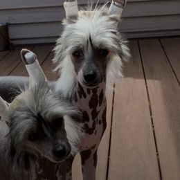 Afghan Hounds and Chinese Cresteds from Christine's Crested