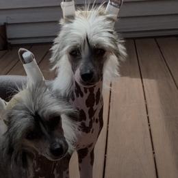 Afghan Hounds and Chinese Cresteds from Christine's Crested