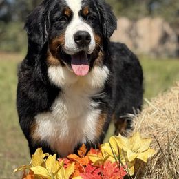 Candy - Bernese Mountain Dog