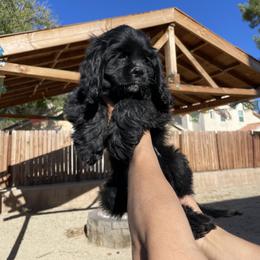 Cocker Spaniel Puppies from SassyCockerG