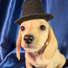 Chad English Cream AKC - Cream male Dachshund puppy in Kansas City, Missouri from Divine Doxies LLC