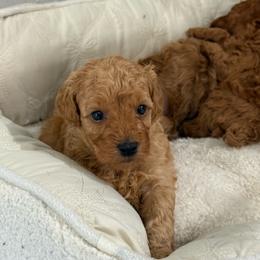 Sunny - Apricot male Poodle puppy in Cypress, Texas from Misocutepoodles