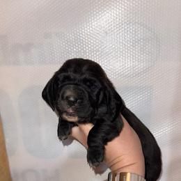 Kiara - Black and white female Basset Hound puppy in Leroy, Michigan from Iron Sentry Farms