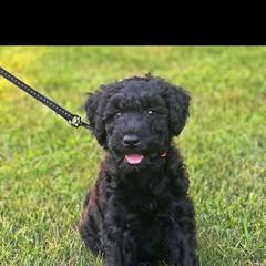 Poodle and Whoodle Puppies from Twin Pines