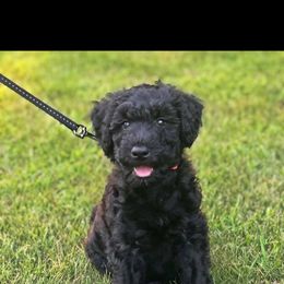 Poodle and Whoodle Puppies from Twin Pines