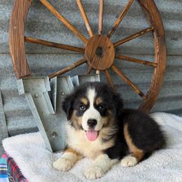 Socks - Black tri male Miniature Australian Shepherd puppy in Checotah, Oklahoma from Wild Outlaw Aussies