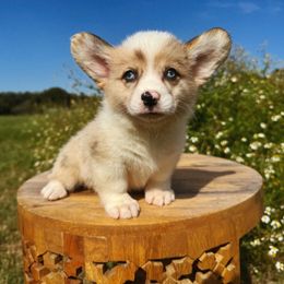Echo - Fawn merle female American Corgi puppy in Inverness, Florida from Canaan Farm Corgis