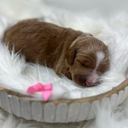 Meli's Pink Female - Apricot female Goldendoodle puppy in Great Falls, Montana from Montana Goldendoodles